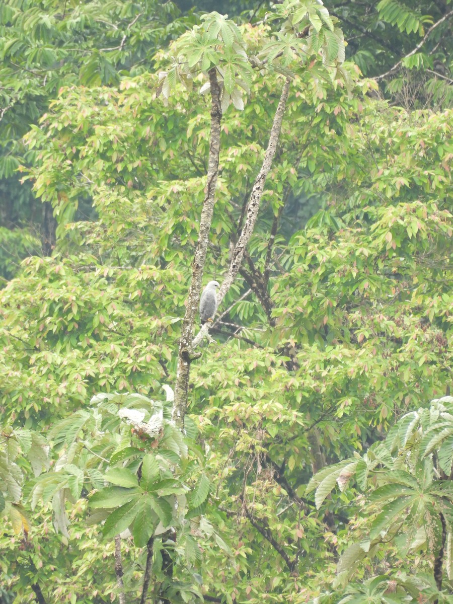 Gray-lined Hawk - ML637801152