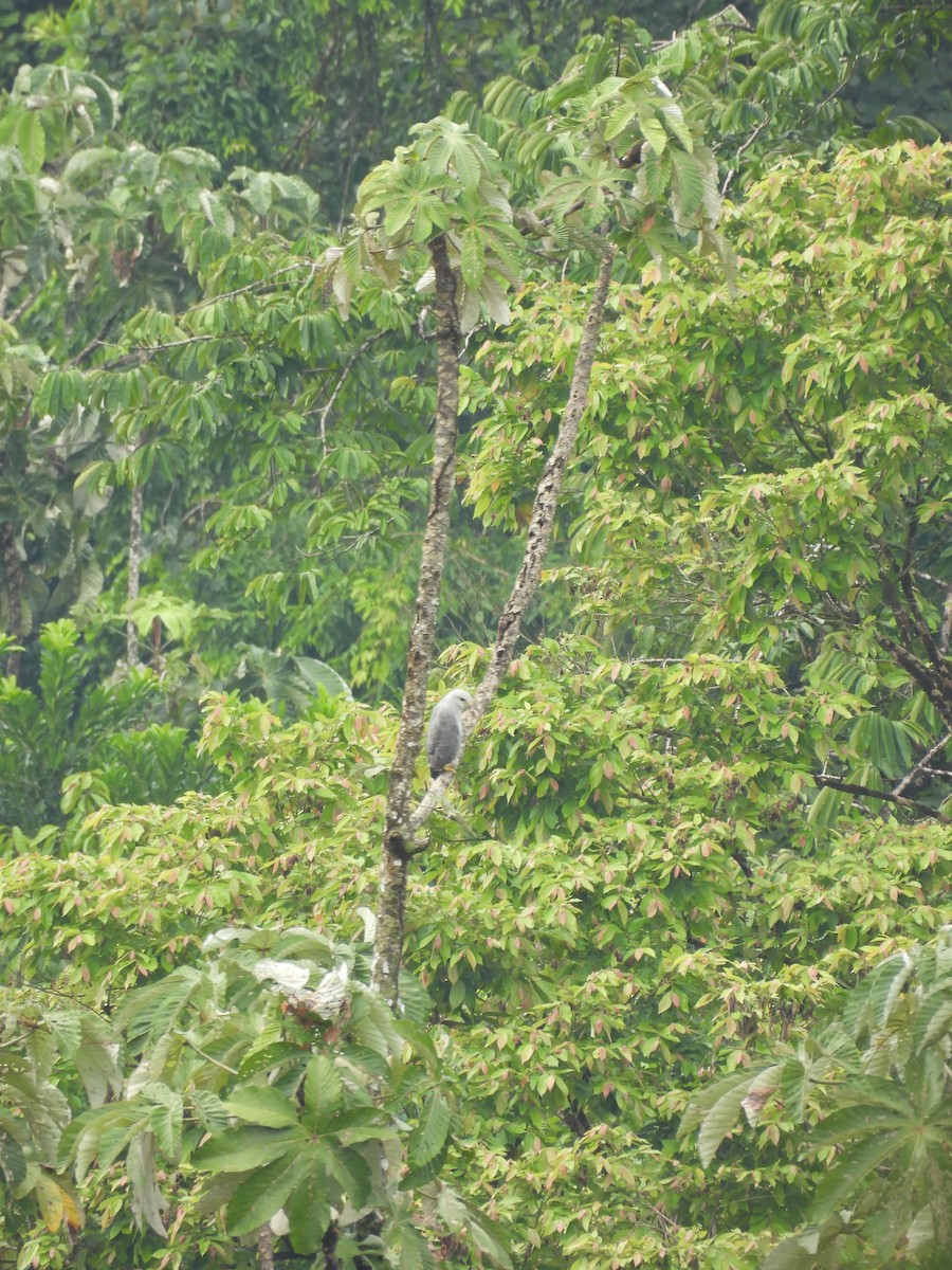 Gray-lined Hawk - ML637801153
