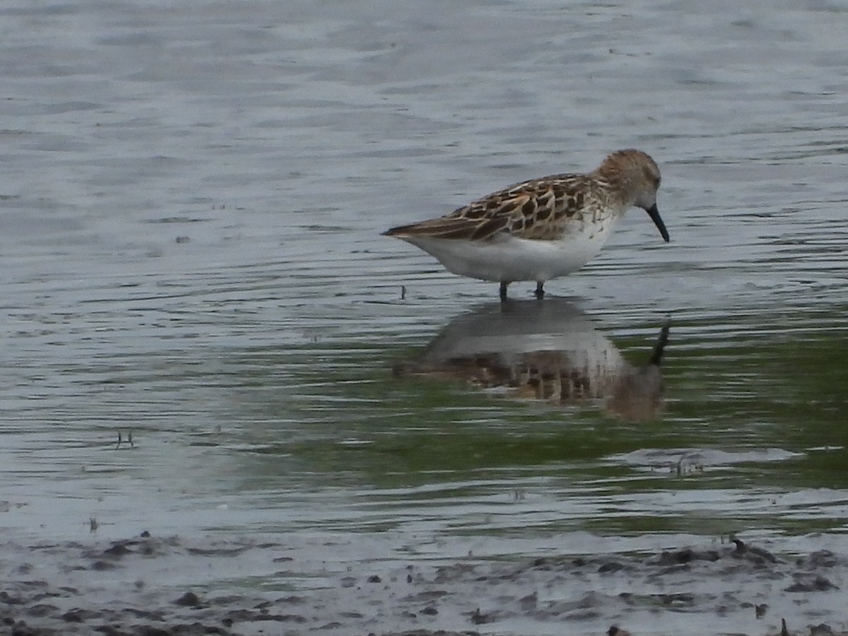Semipalmated Sandpiper - ML637801168