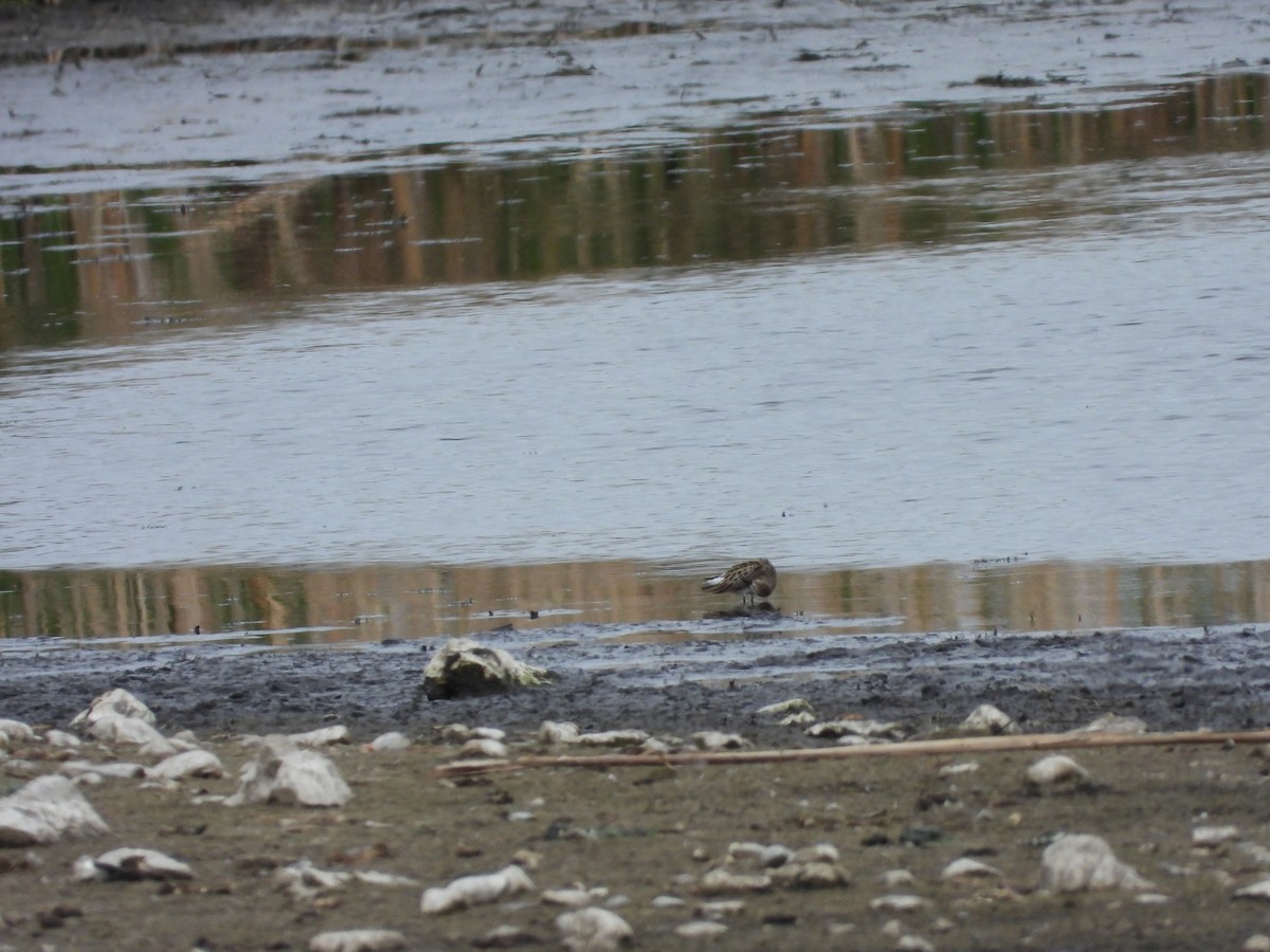 Semipalmated Sandpiper - ML637801170