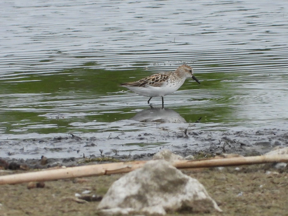 Semipalmated Sandpiper - ML637801171