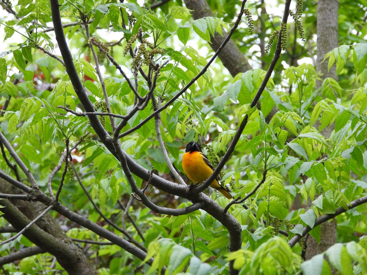 Baltimore Oriole - ML637801183