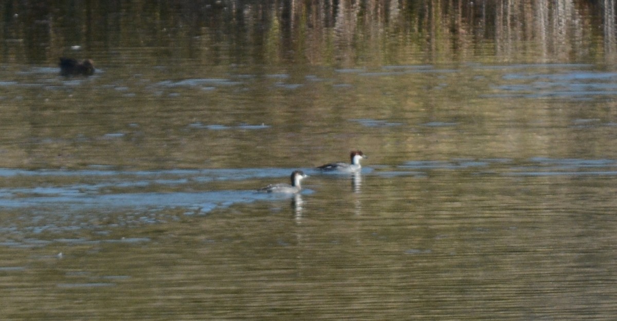 Smew - ML637801252