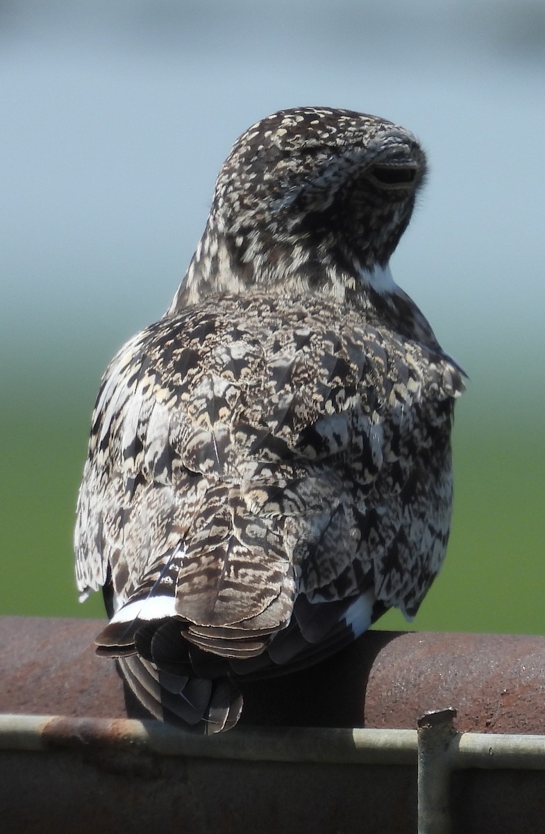 Common Nighthawk - ML637801271