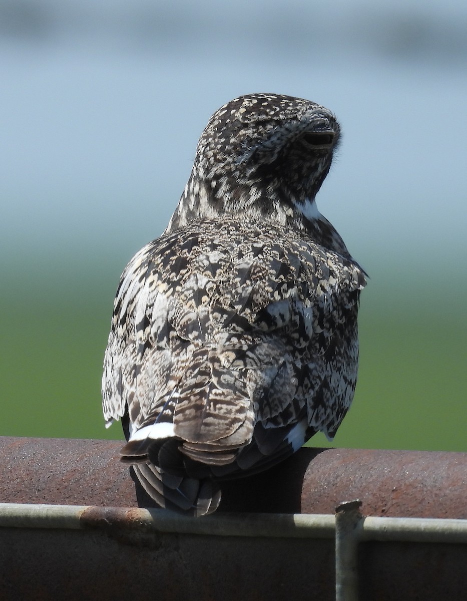 Common Nighthawk - ML637801272