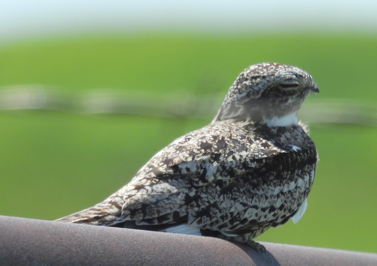Common Nighthawk - ML637801273