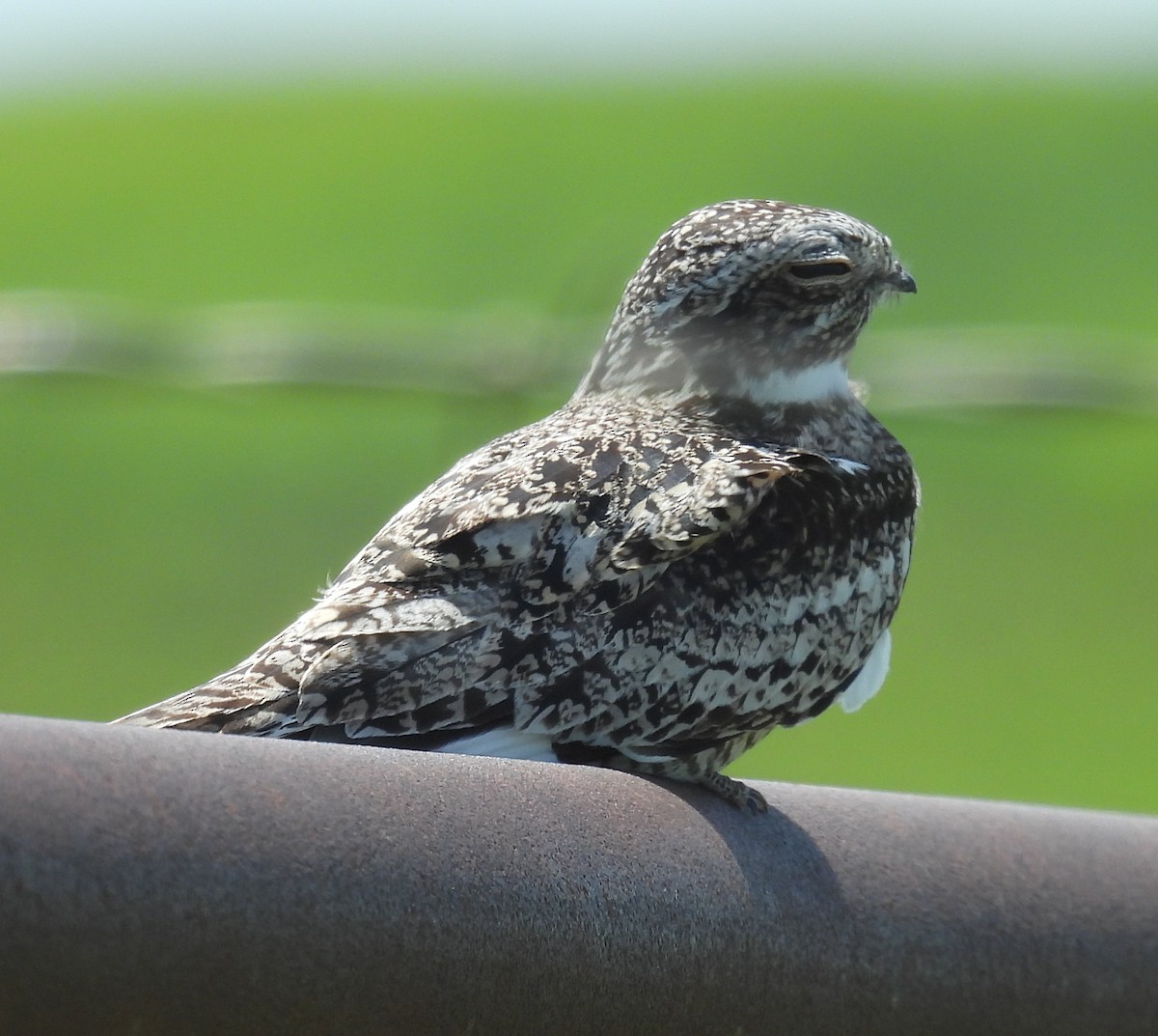 Common Nighthawk - ML637801274