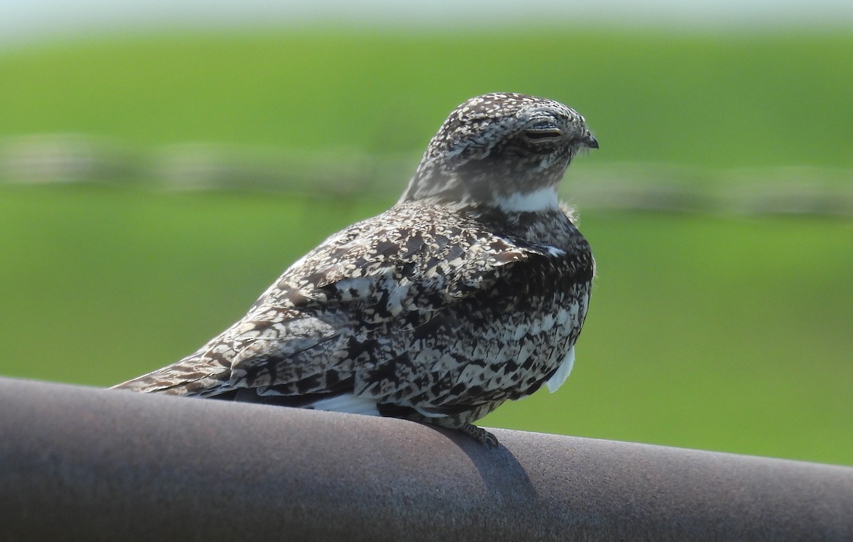 Common Nighthawk - ML637801275