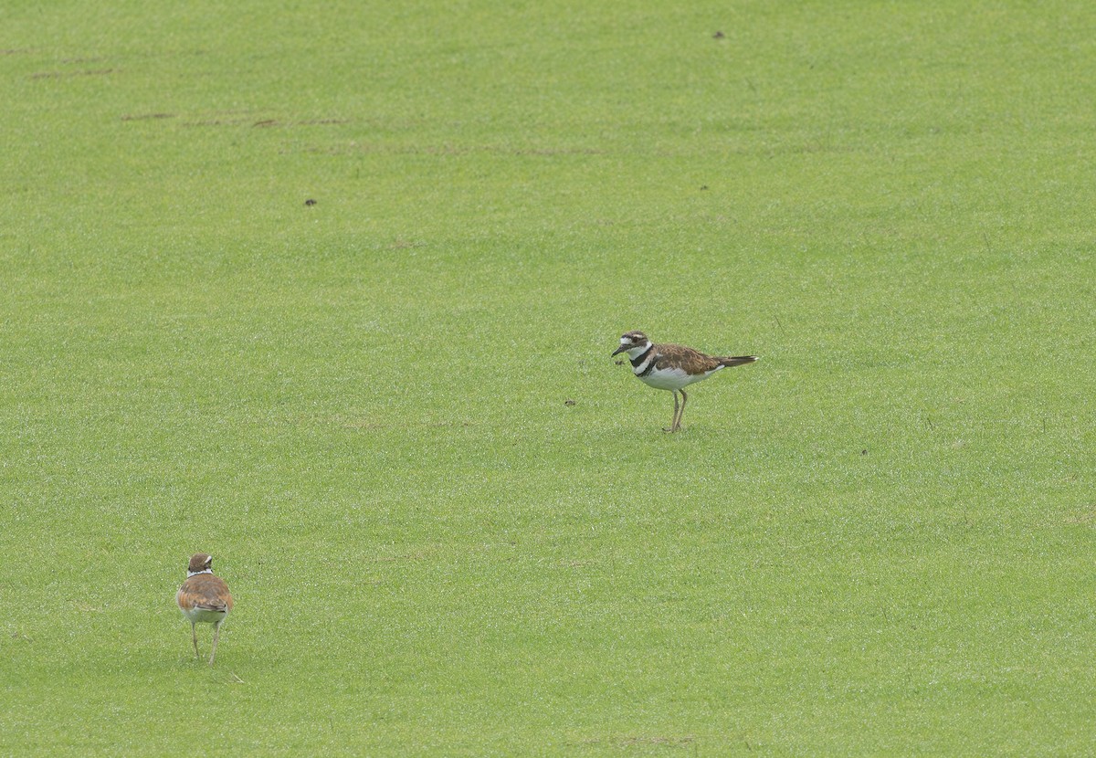 Killdeer - ML637801325