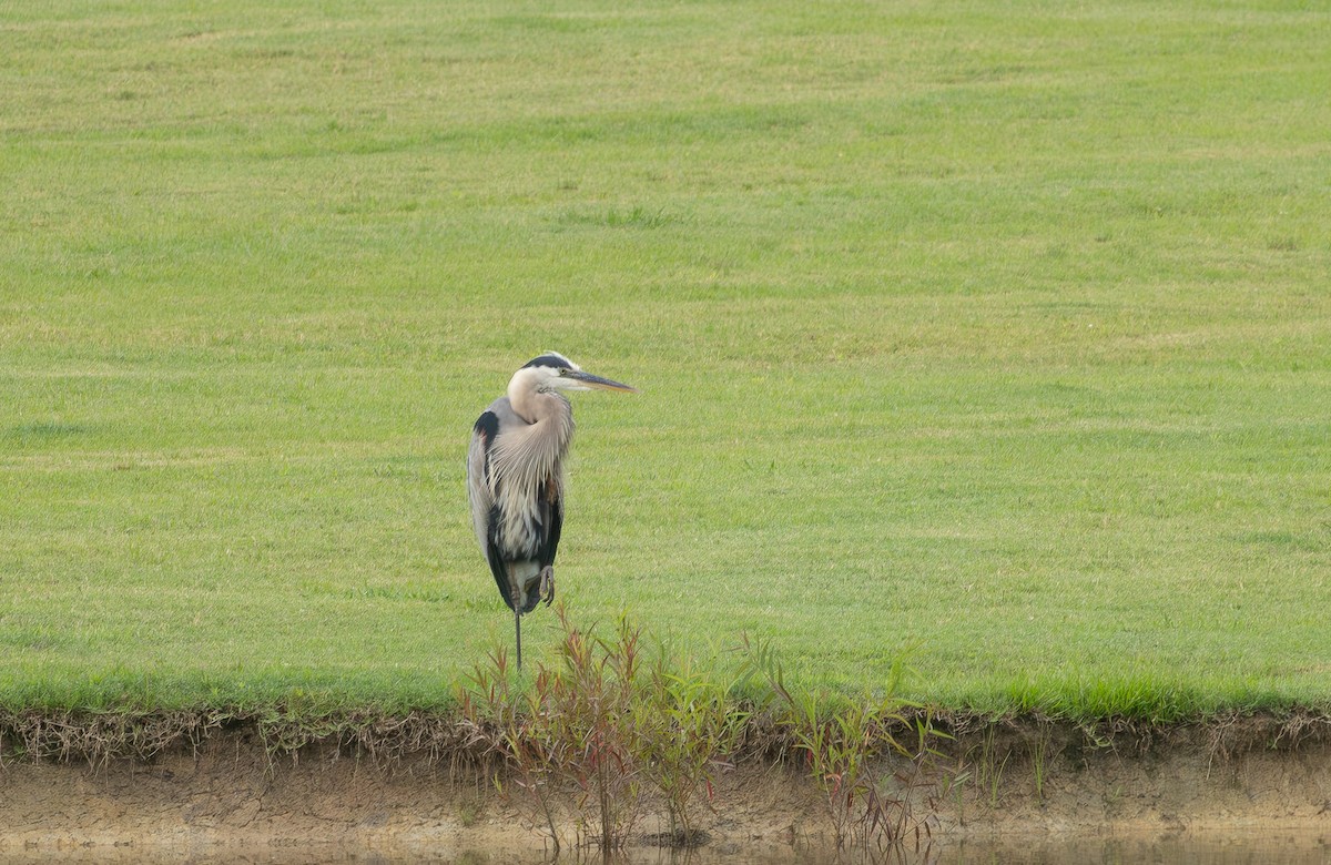 Great Blue Heron - ML637801329