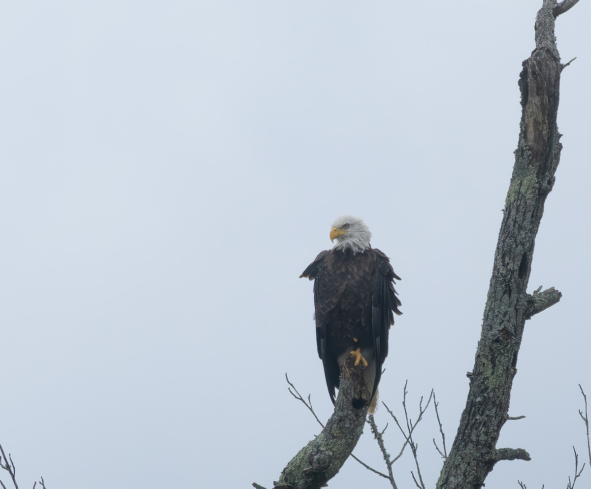 Bald Eagle - ML637801330
