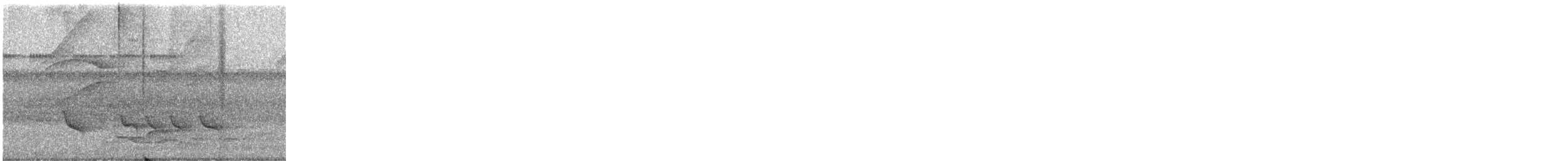 White-winged Becard - ML637801335