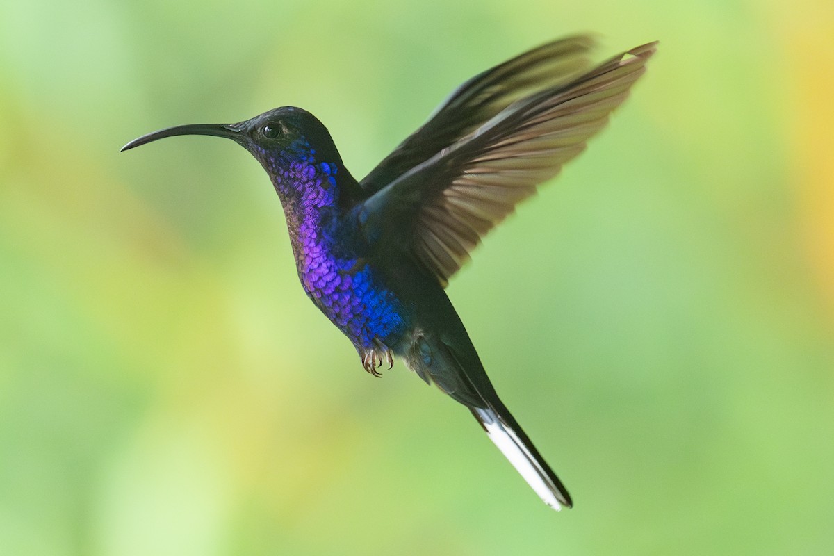 Violet Sabrewing - ML637801340