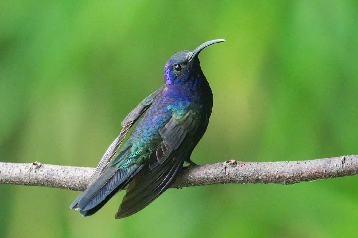 Violet Sabrewing - ML637801341