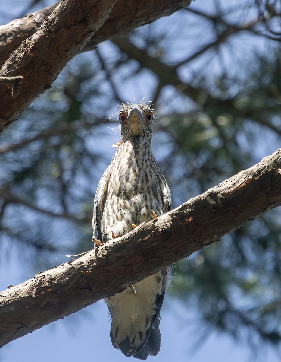 Yellow-crowned Night Heron - ML637801343