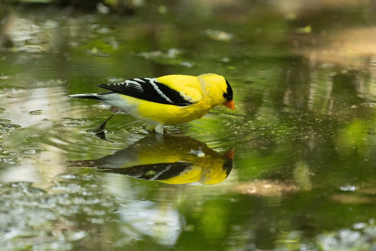 American Goldfinch - ML637801345