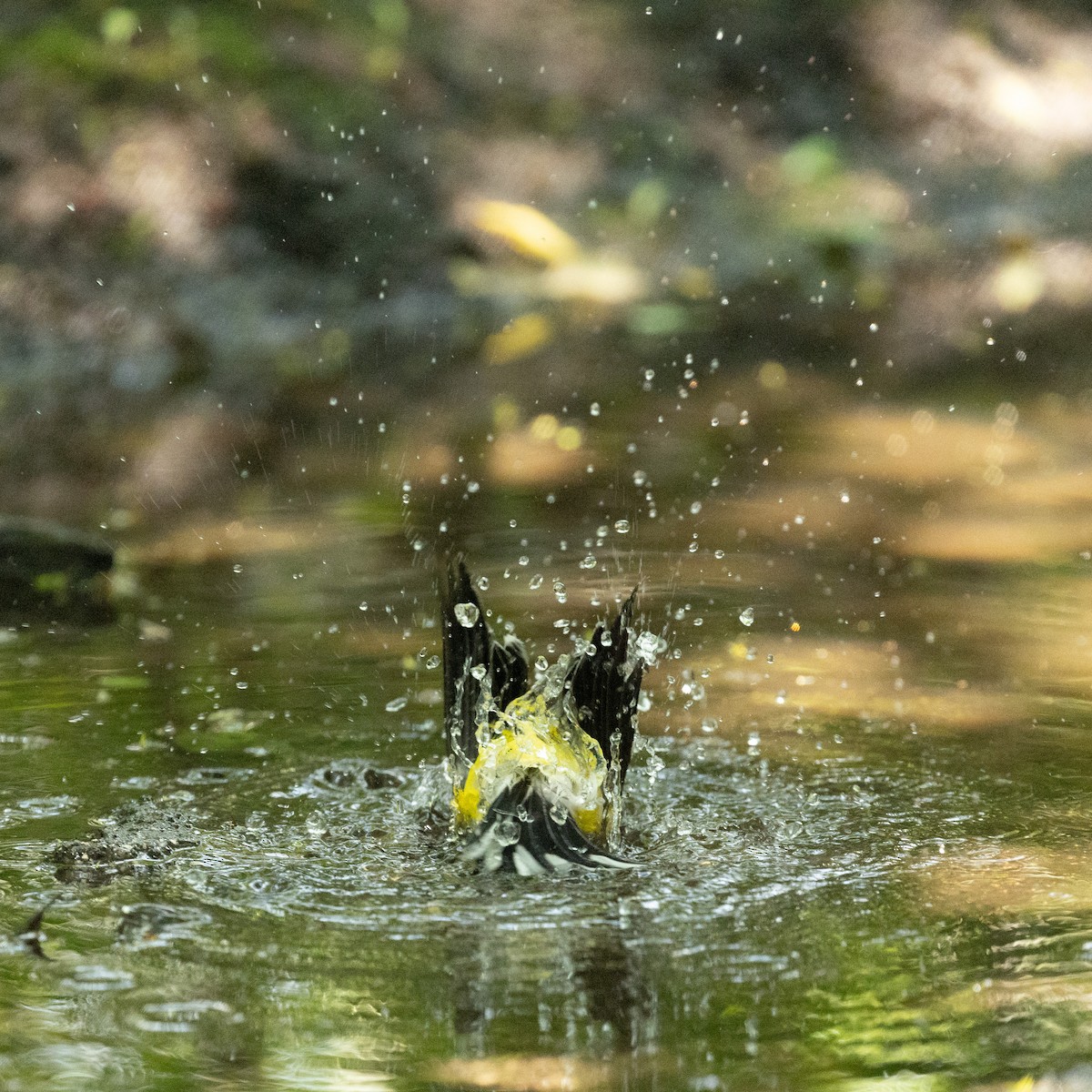 American Goldfinch - ML637801348
