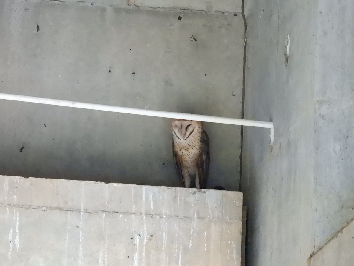American Barn Owl - ML637801350