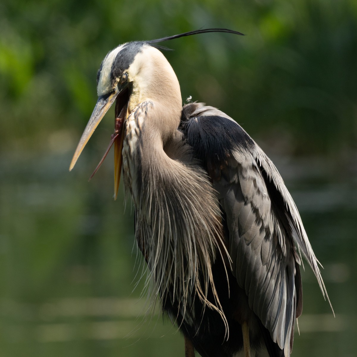 Great Blue Heron - ML637801359