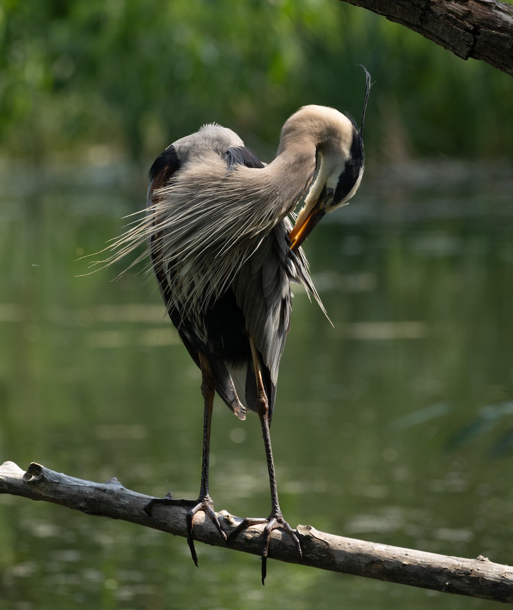 Great Blue Heron - ML637801360