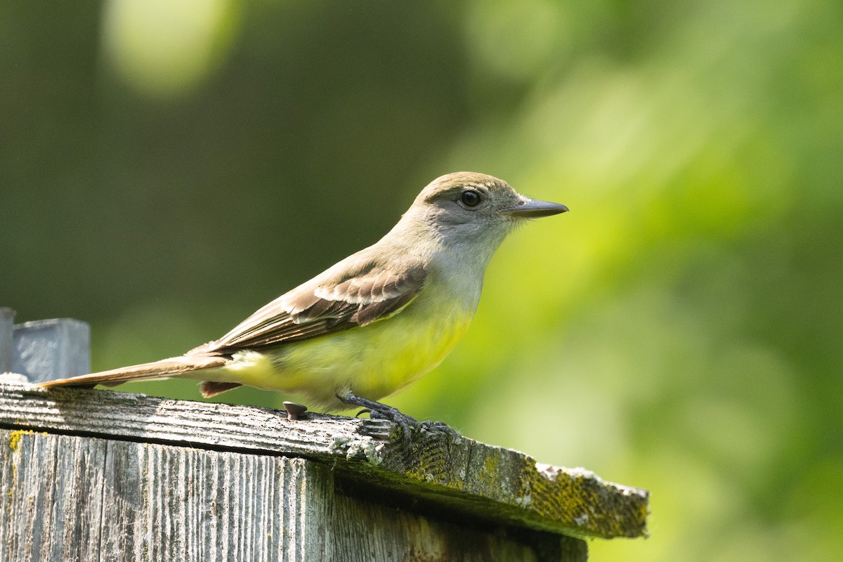 Great Crested Flycatcher - ML637801363