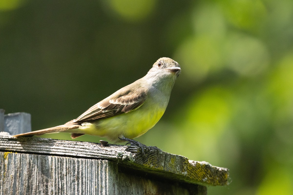 Great Crested Flycatcher - ML637801365