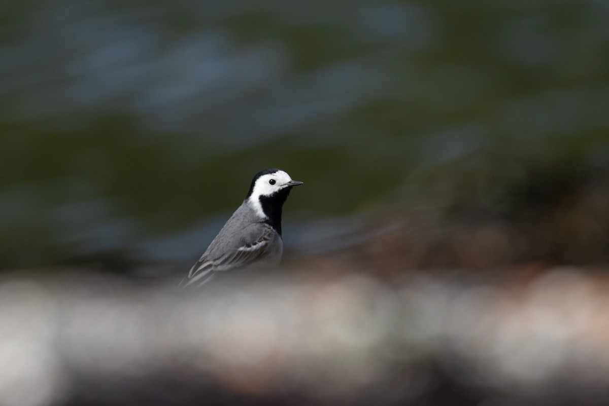 White Wagtail - ML637801385