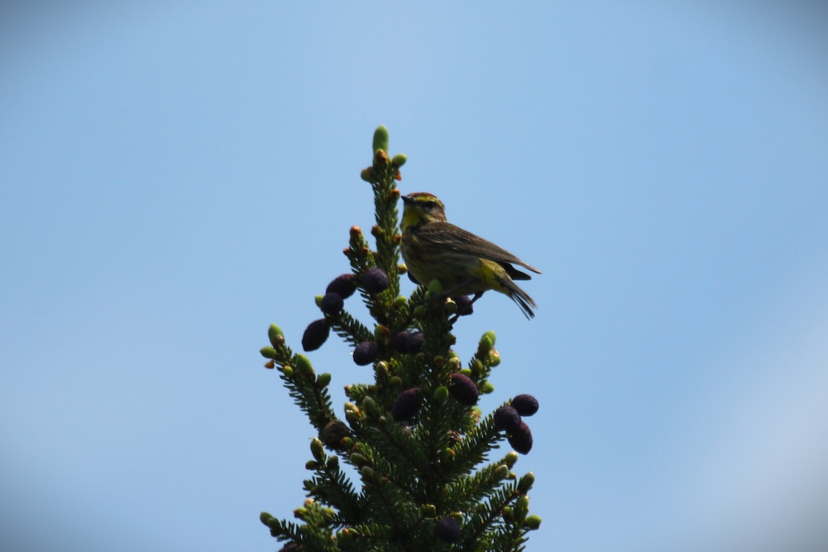 Palm Warbler - ML637801387