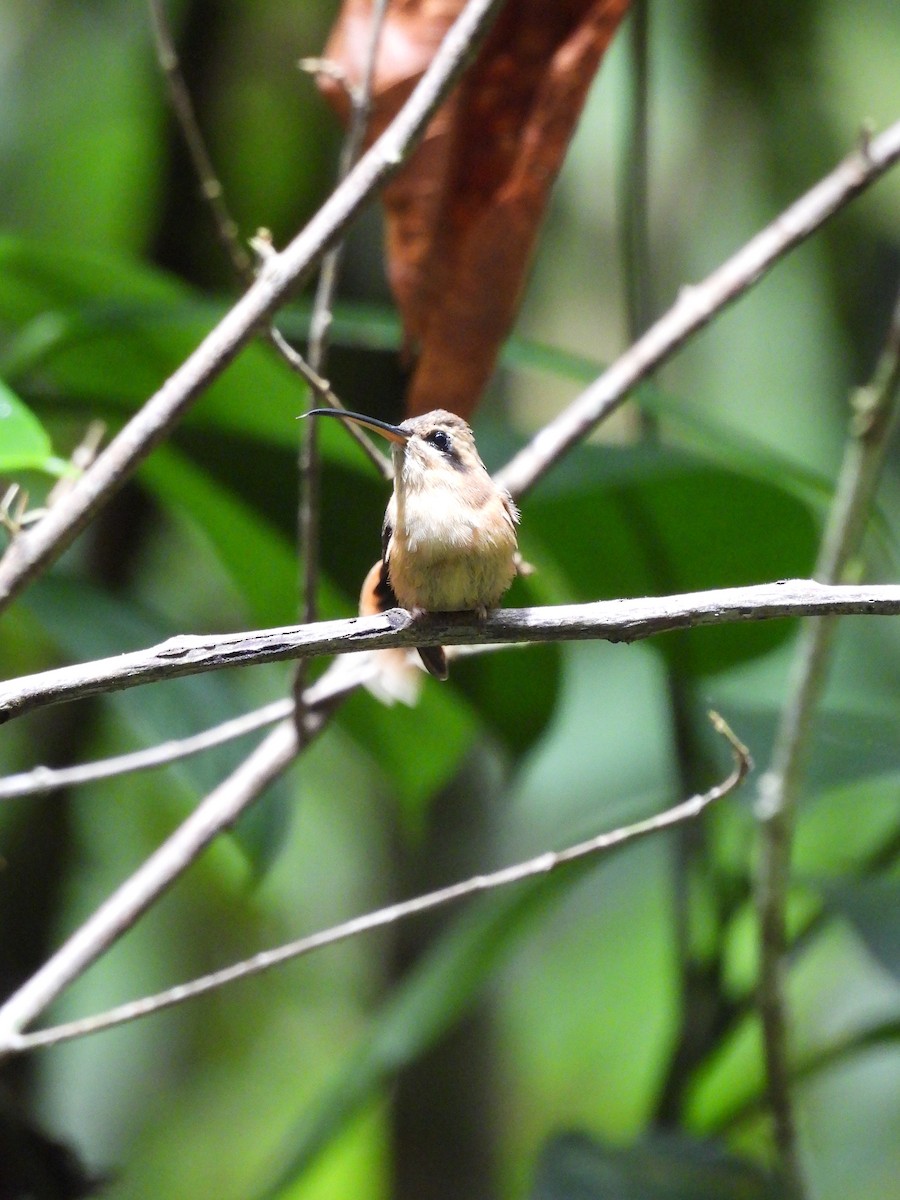 Stripe-throated Hermit - ML637801420
