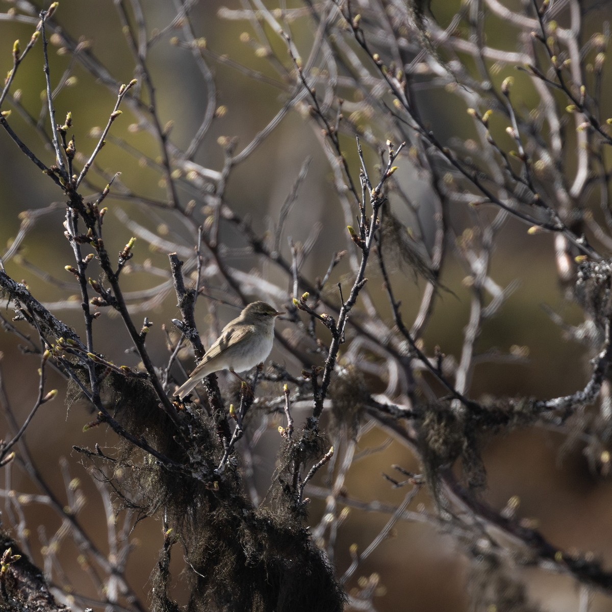 Willow Warbler - ML637801434