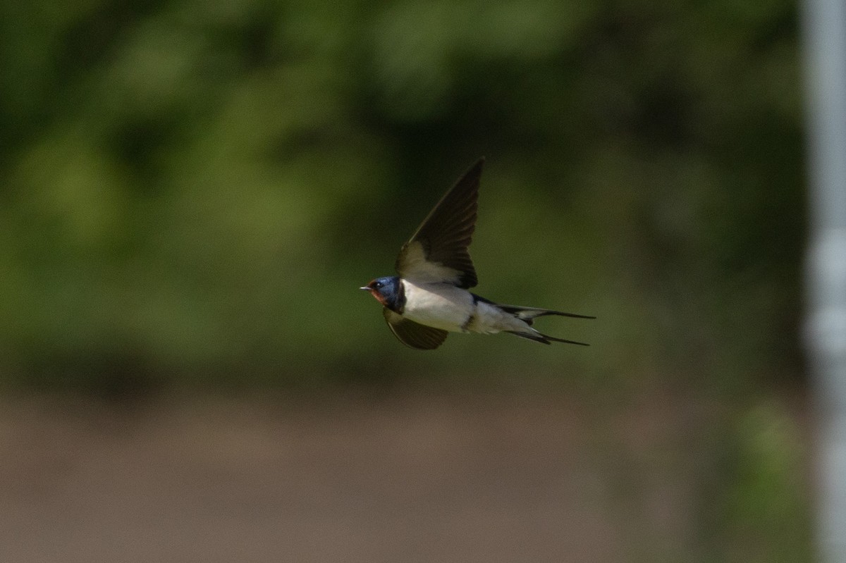 Barn Swallow (White-bellied) - ML637801467