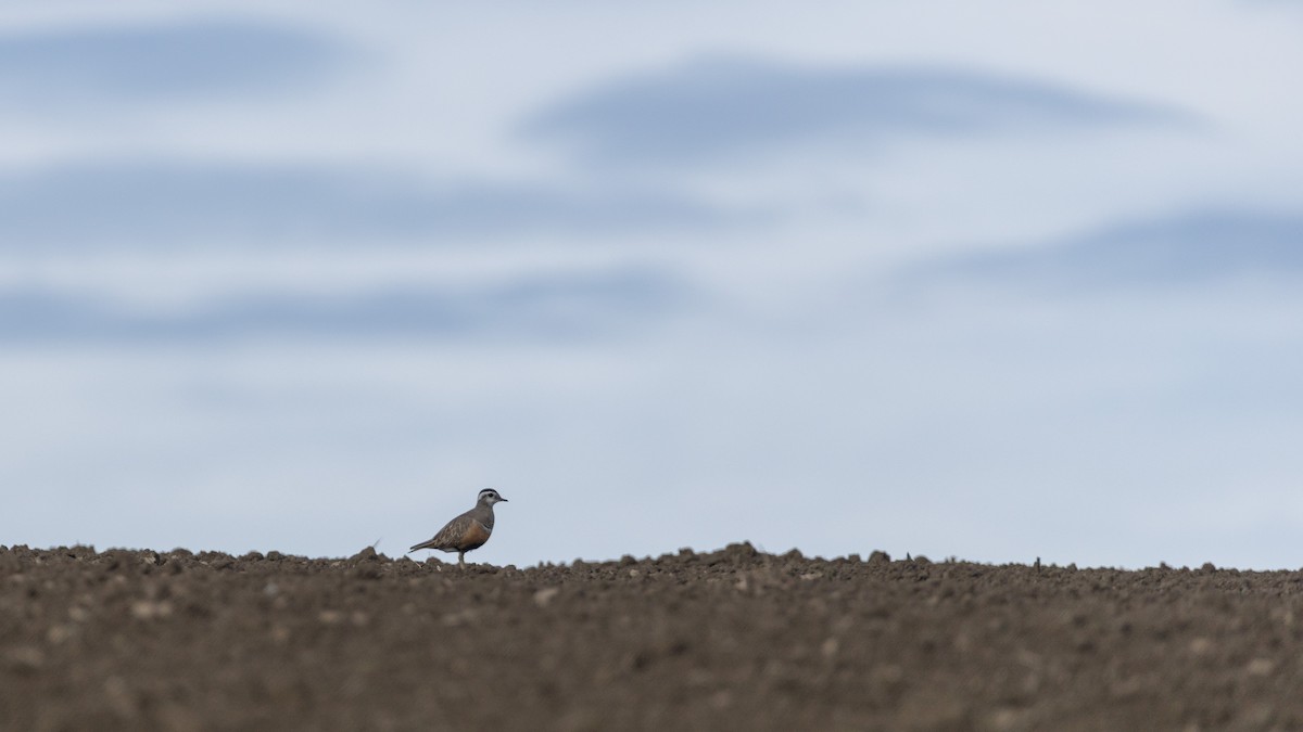 Eurasian Dotterel - ML637801510