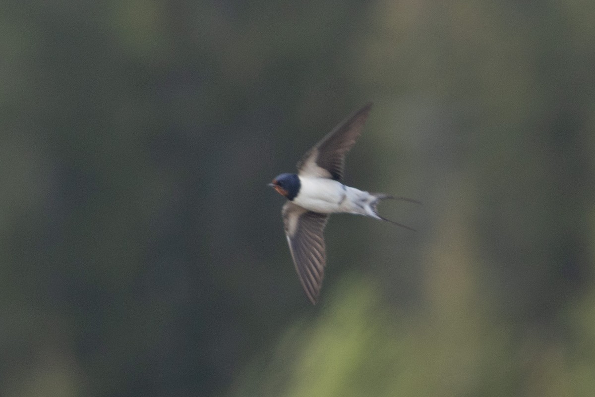 Barn Swallow (White-bellied) - ML637801514