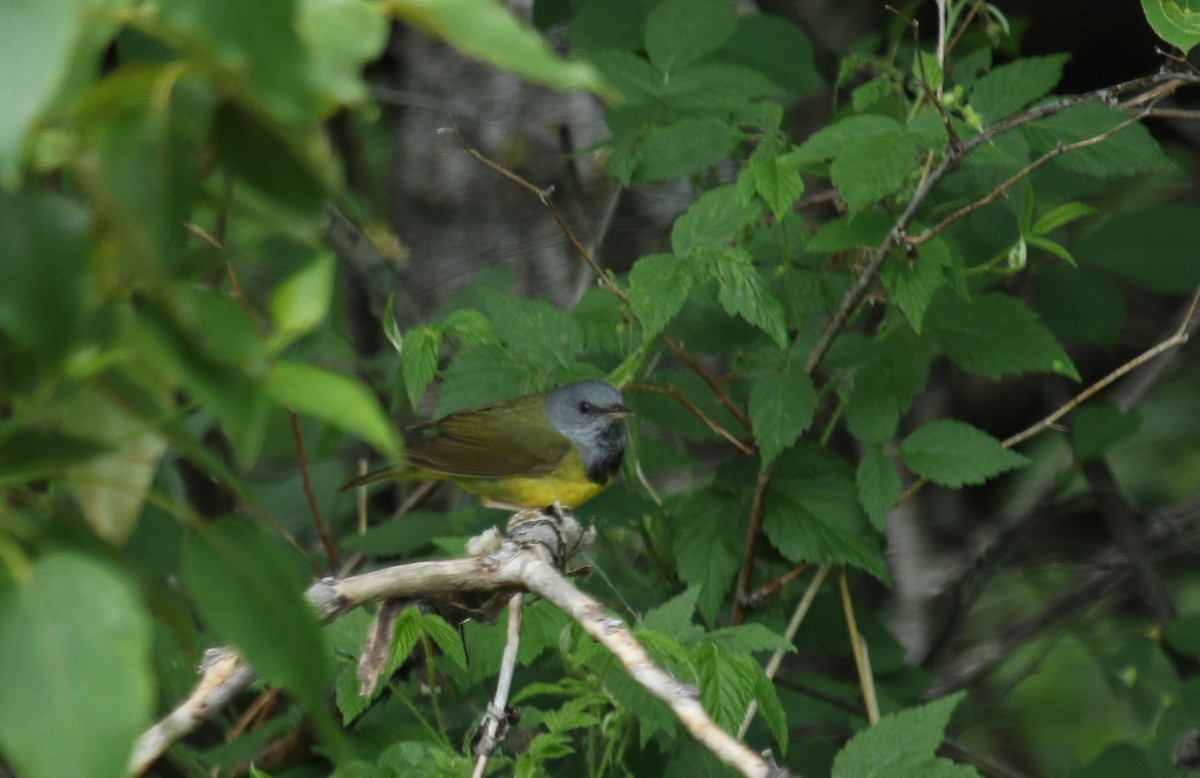 Mourning Warbler - ML637801572