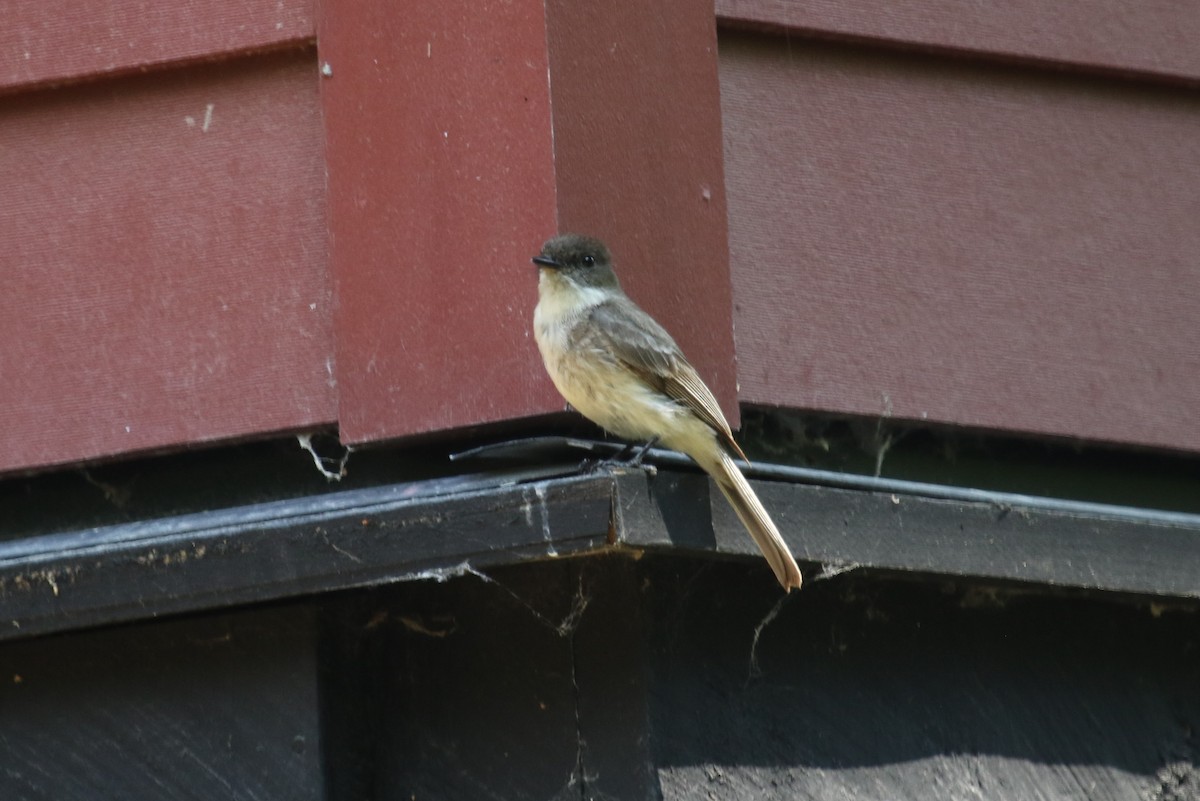 Eastern Phoebe - ML637801647