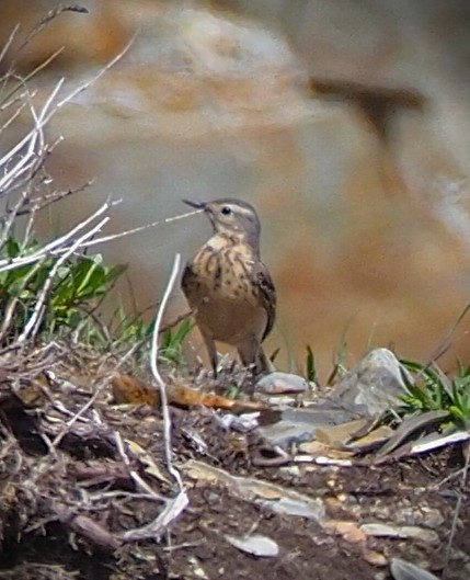American Pipit - ML637801710