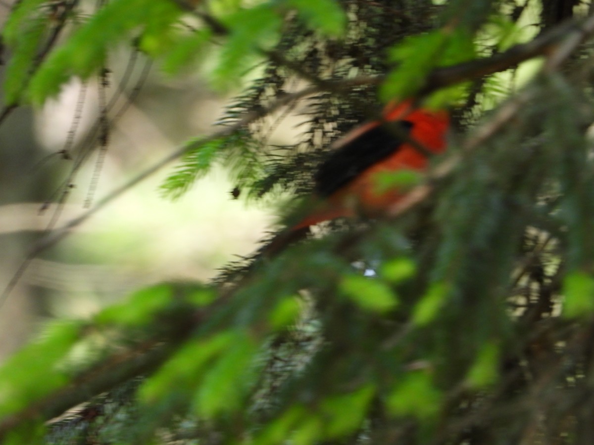 Scarlet Tanager - ML637801750