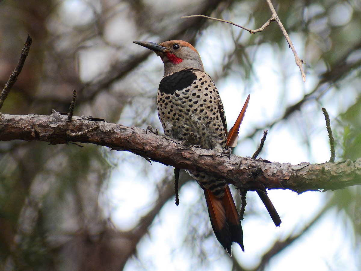 Guatemalan Flicker - ML637801754