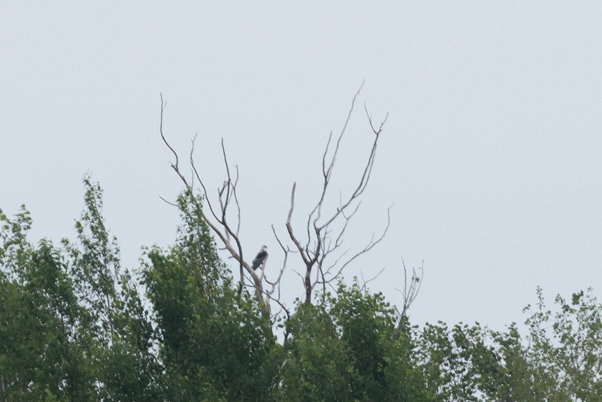 White-tailed Kite - ML637801770