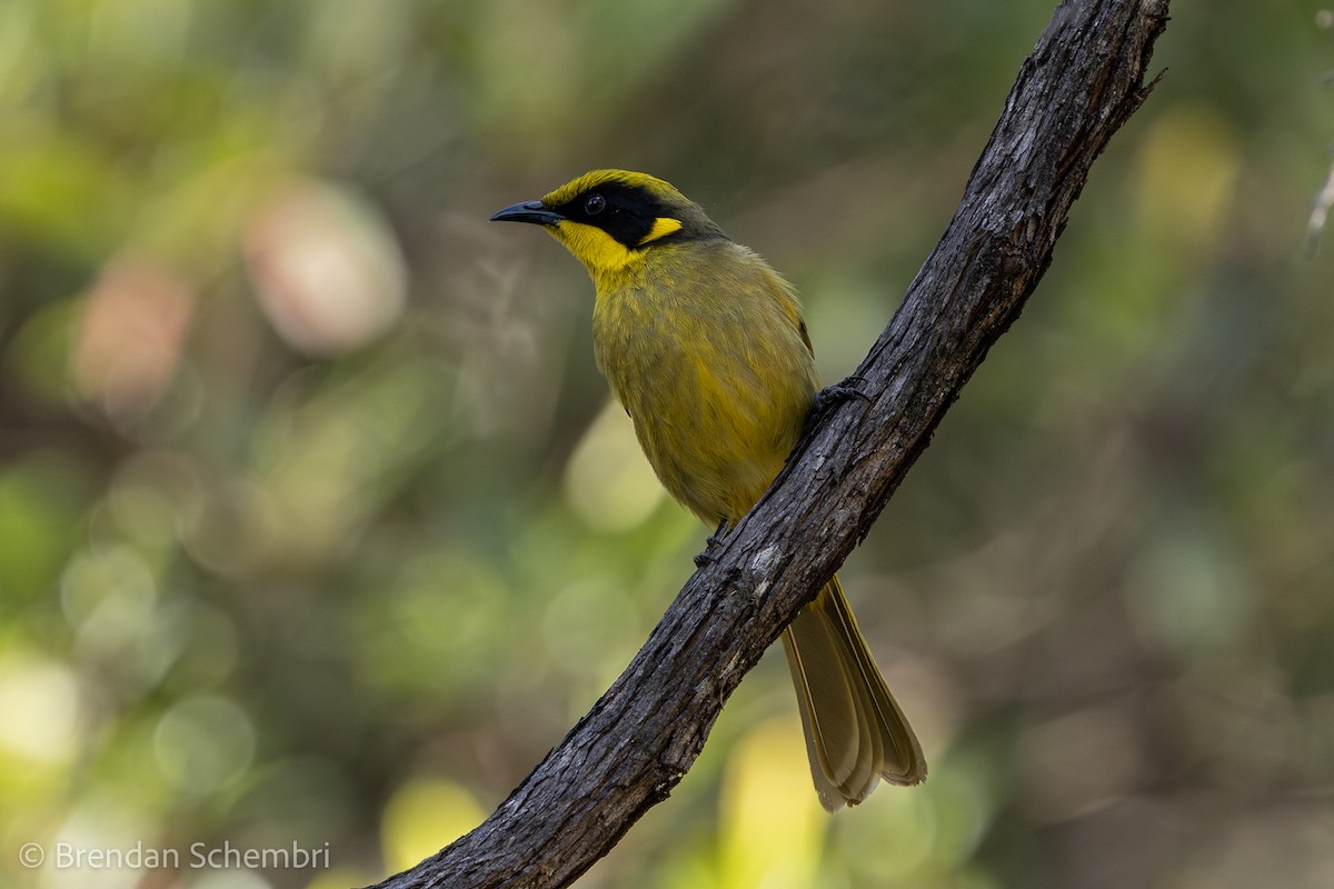 Yellow-tufted Honeyeater - ML637801863