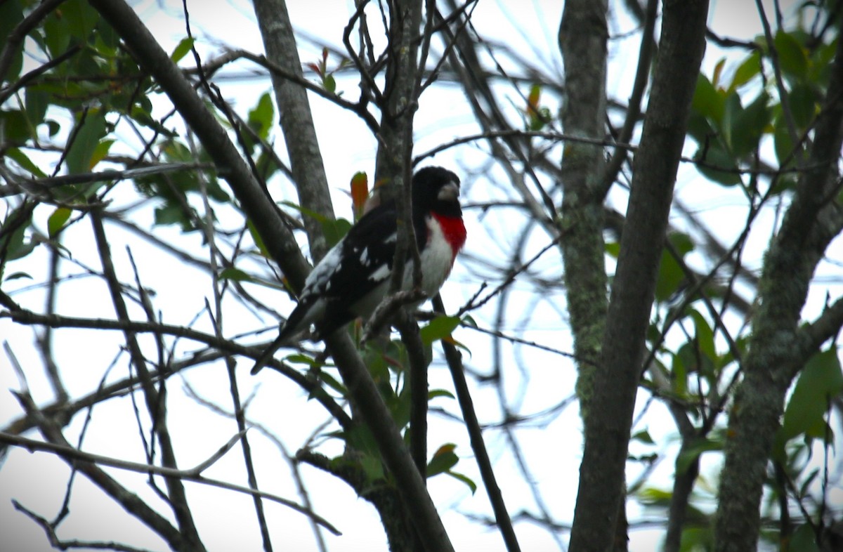 Rose-breasted Grosbeak - ML637801879