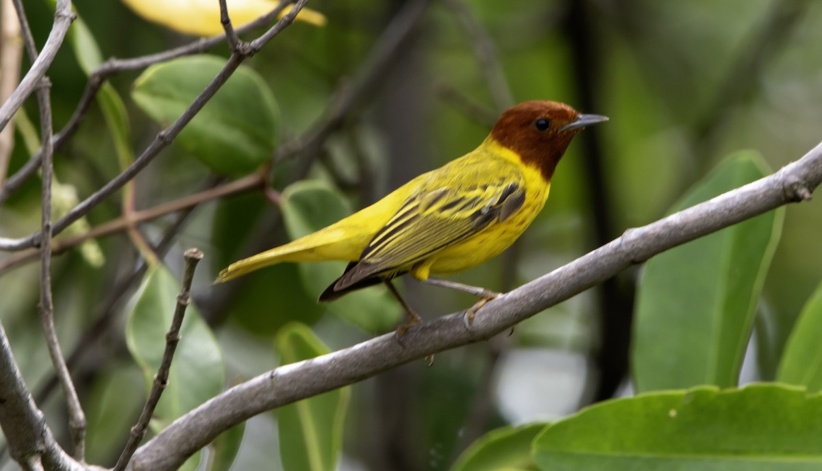 Yellow Warbler (Mangrove) - ML637801894