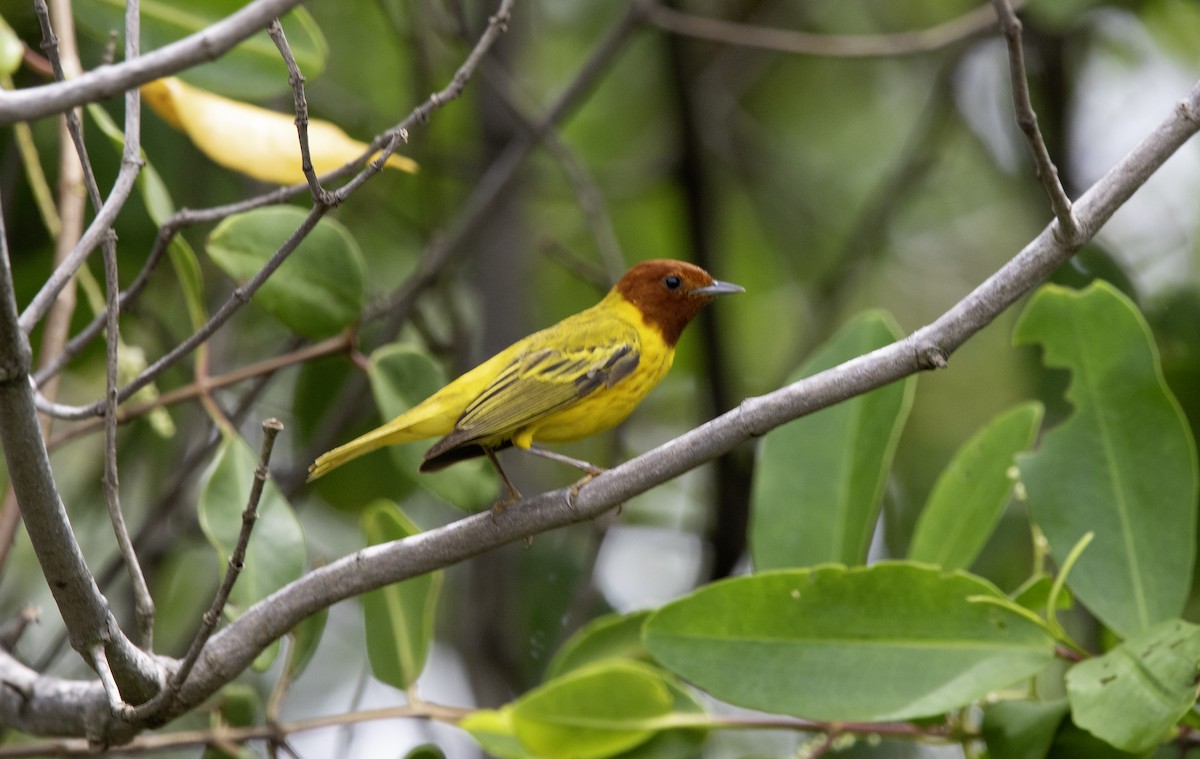 Yellow Warbler (Mangrove) - ML637801896
