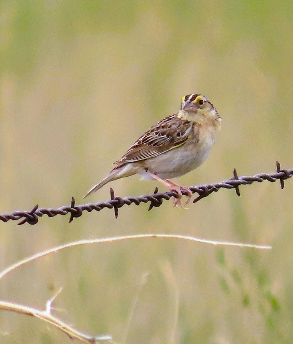 Grasshopper Sparrow - ML637801918