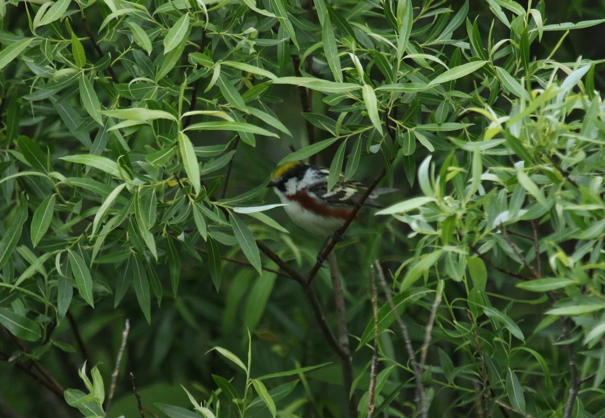 Chestnut-sided Warbler - ML637801945