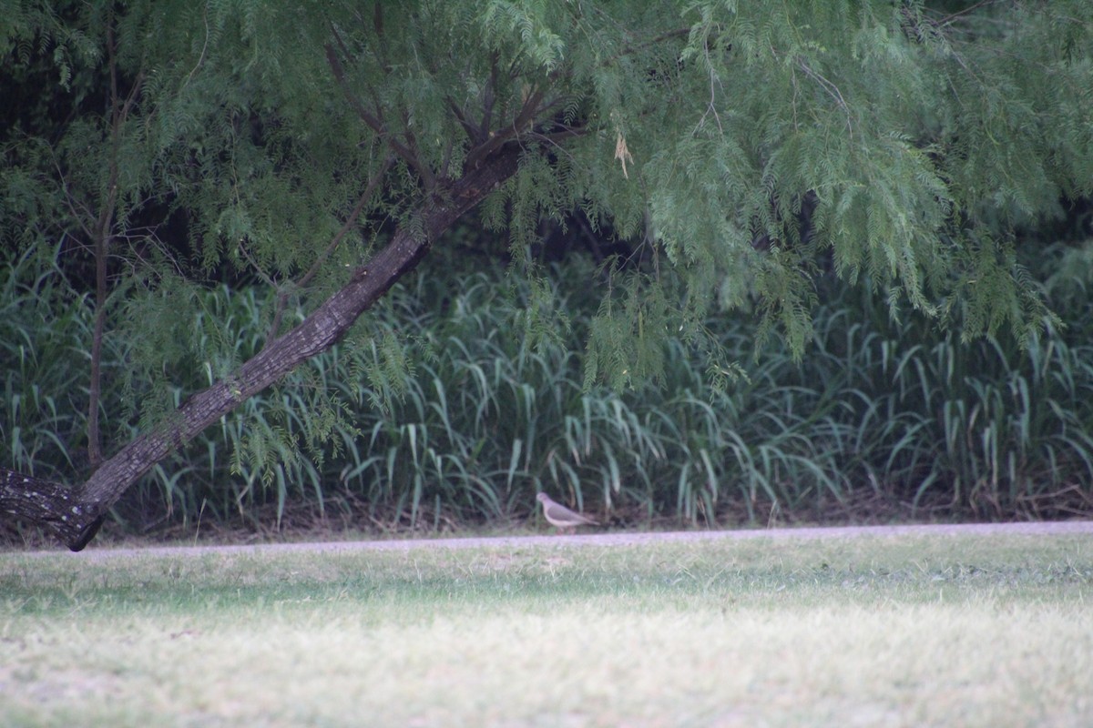 White-tipped Dove - ML637801958