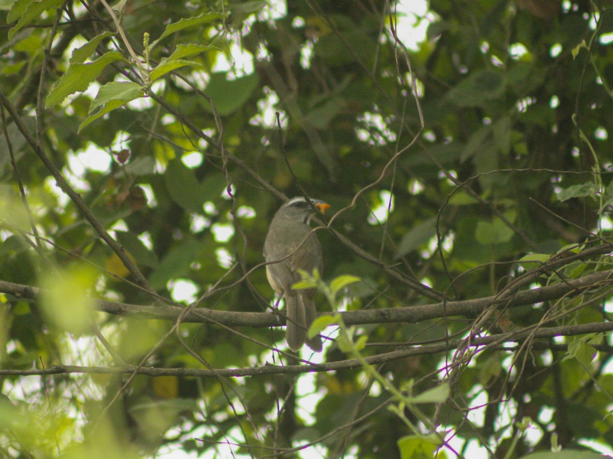 Cinnamon-bellied Saltator - ML637802005