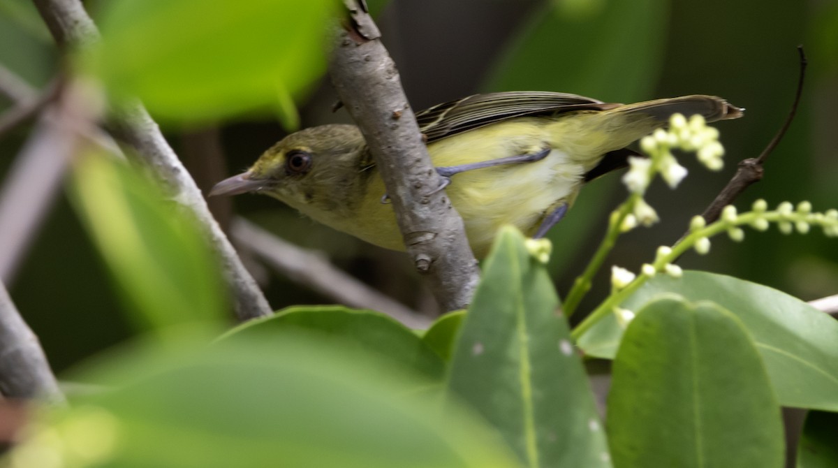 Mangrove Vireo - ML637802007