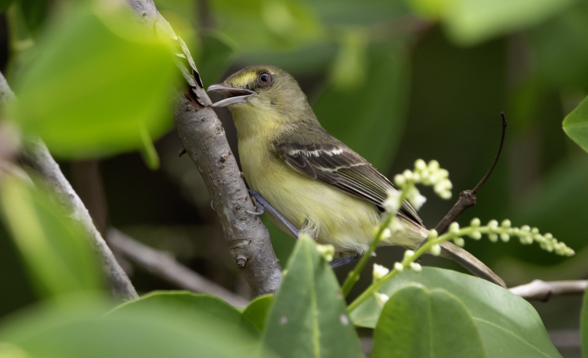 Mangrove Vireo - ML637802008