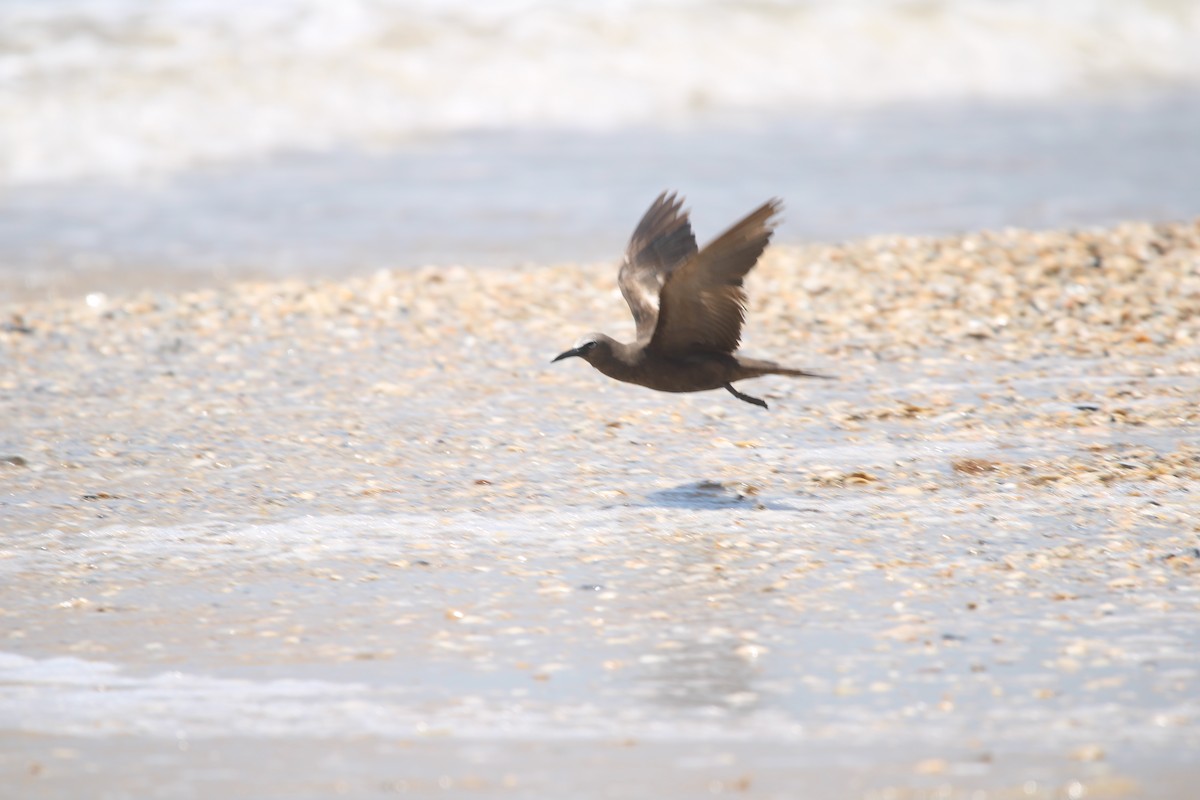 Brown Noddy - ML637802009